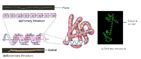 FSc Biology Part 1 XI 11th Chapter 2 Biological Molecules Notes