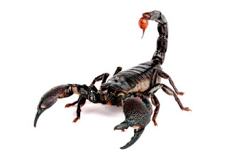 Escorpiones o Alacranes: Todo acerca de estos arácnidos