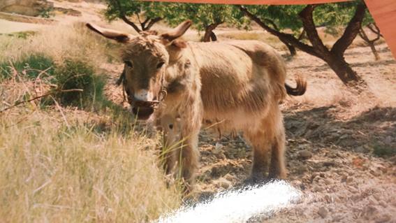 qui no te conégue que te compro, burro, Cándido, Juan Valera