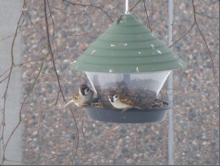februar 018