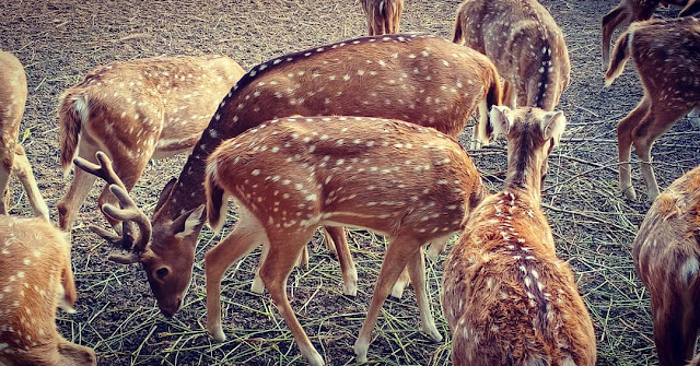 reindeer animal images