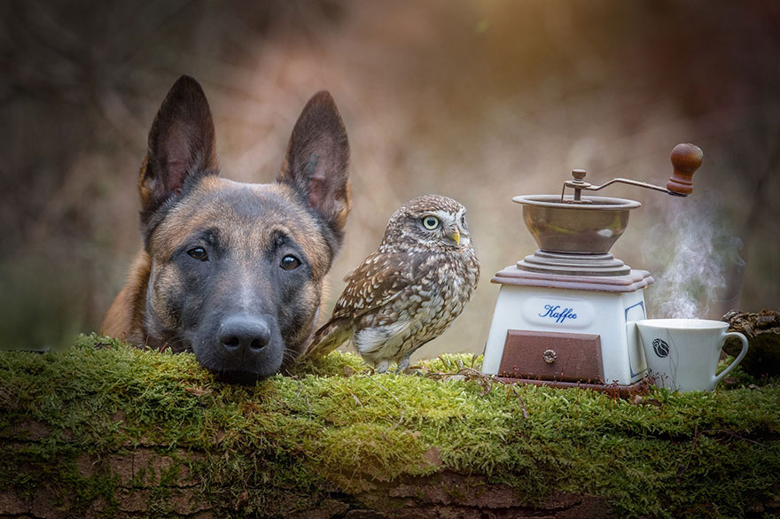 dog and owl pictures