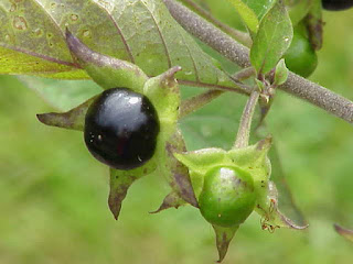 Плод Atropa belladonna