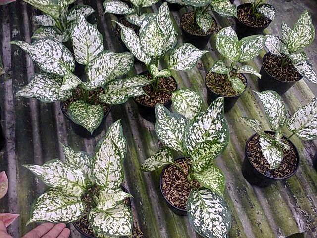 Aglaonema Dud White Anjamani