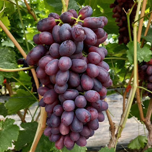 Jual Tanaman Bibit Anggur Giant Grande Yang Cepat Berbuah