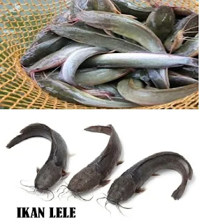 ikan lele