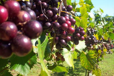 Muscadine grapes