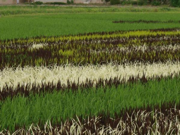 Japanese Rice Field Creative Art Work - AmAzing Photos Seen On www.coolpicturegallery.us