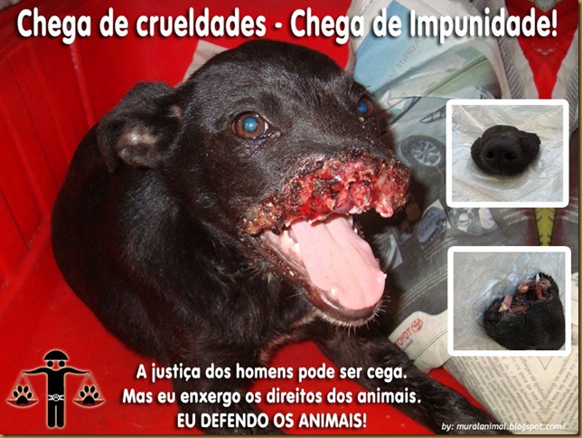 cao_focinho_decepado_02[3]