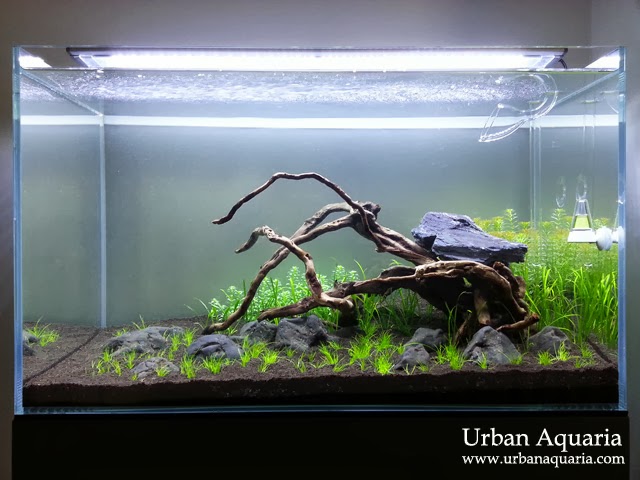 Urban Aquaria: 2013