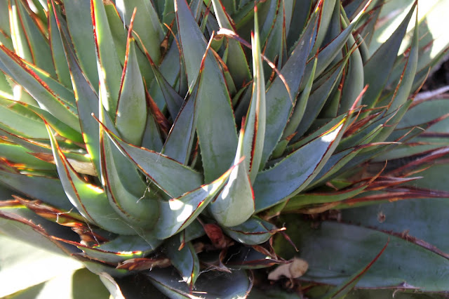 Agave "Blue Glow" bulbils closeup