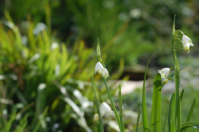 Leucojum aestivum.