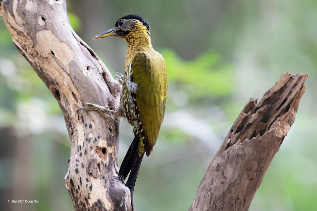 Laced Woodpecker (Gõ kiến xanh bụng vàng)