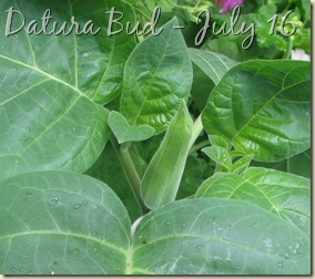 Datura - July 17