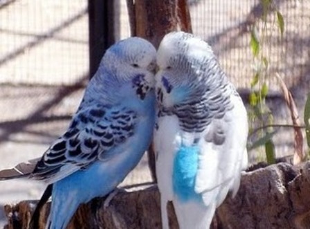 beautiful love birds wallpaper. Beautiful Love Birds