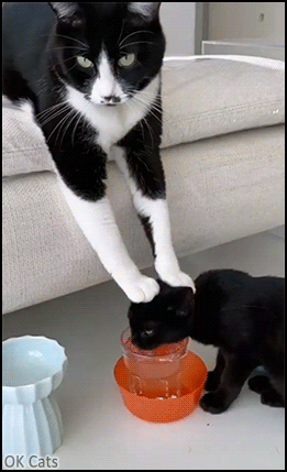 Funny Cat GIF • Mama cat pushes her kitten. “Drink water Kitty, you need to hydrate more, it's really important.” [ok-cats.com]