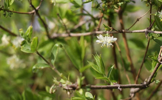 Lonicera Fragrantissima Flowers