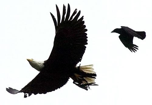 Gudangnya Cerita: Eagle and Crow