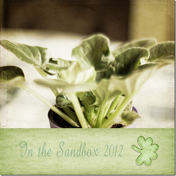 violet leaves with green border