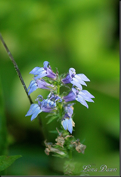 CH_Great_Lobelia4