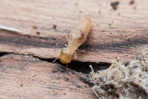 control de termitas y carcomas segovia