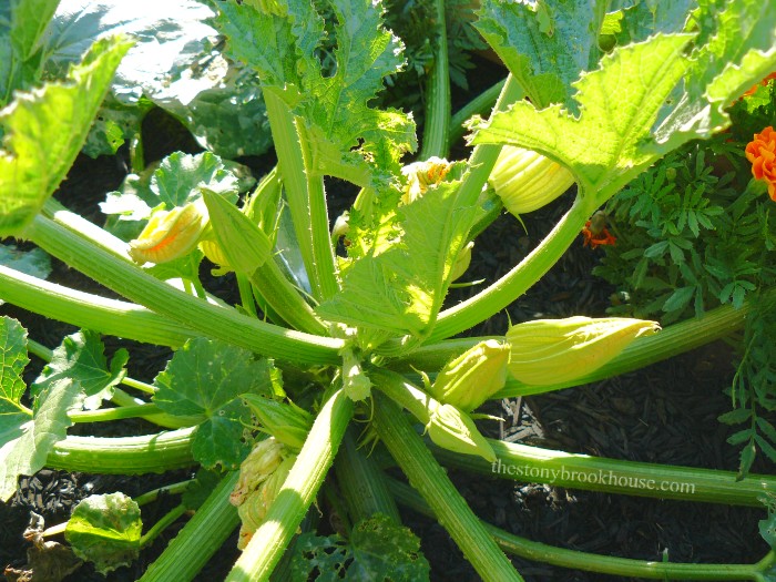 zucchini plant