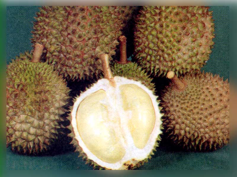 Ogie Mahapatih: Mengenal Manfaat Durian