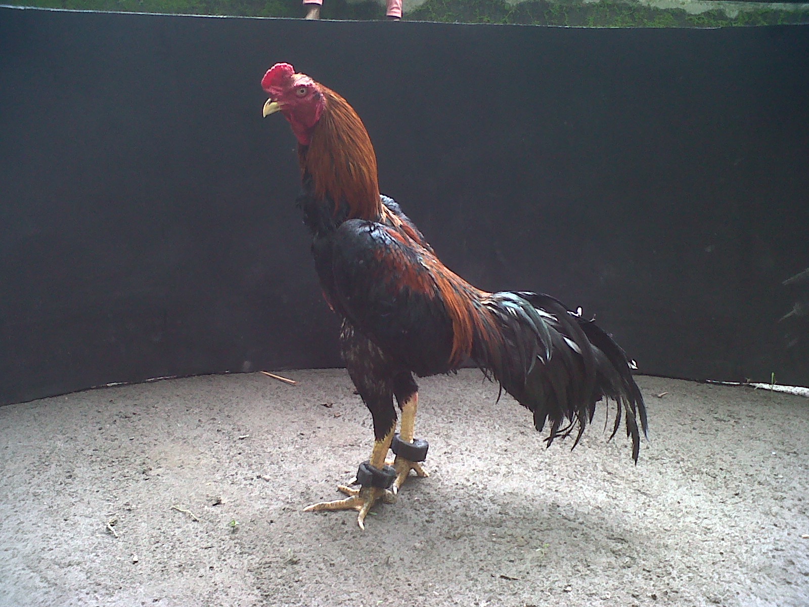  Foto Ayam Jago Bangkok Petarung Terhebat