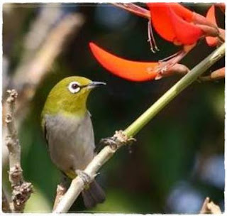 Burung Pleci