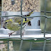 Siskins