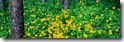 Desktop Widescreen Wallpaper 16