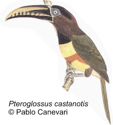 Chestnut eared Aracari