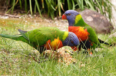 Lorikeets