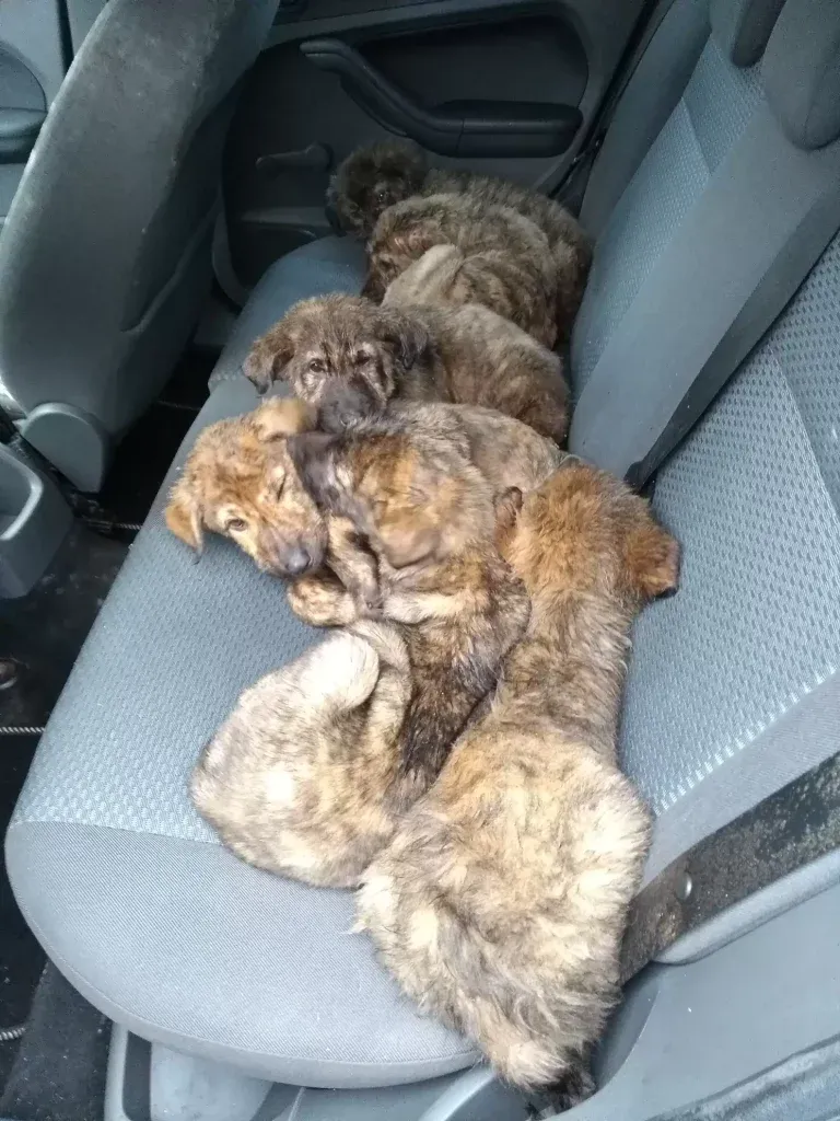 RSPCA
