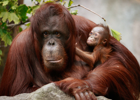  Funny Orangutan  New Photos 2011 Funny  And Cute Animals