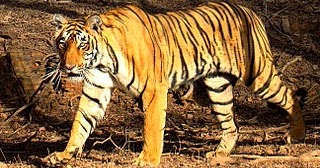  Gambar  Harimau