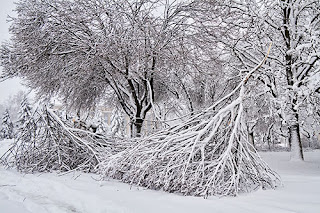 Snow-covered trees with some branches that have broken off lying on the ground.