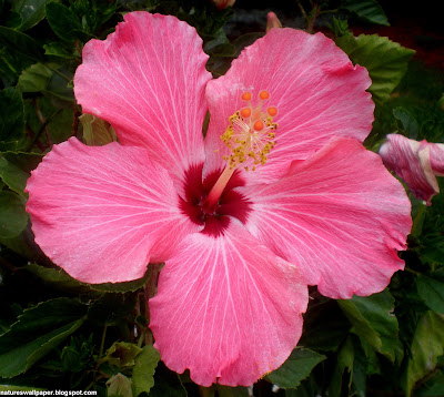  what kind of Hibiscus but I am pretty sure that is what this flower 