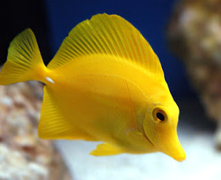 Yellow Tang Fish