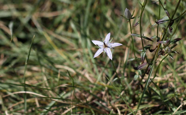 Marsh Felwort Flowers