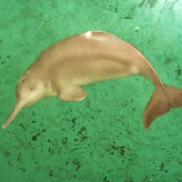 Yangtze River Dolphin