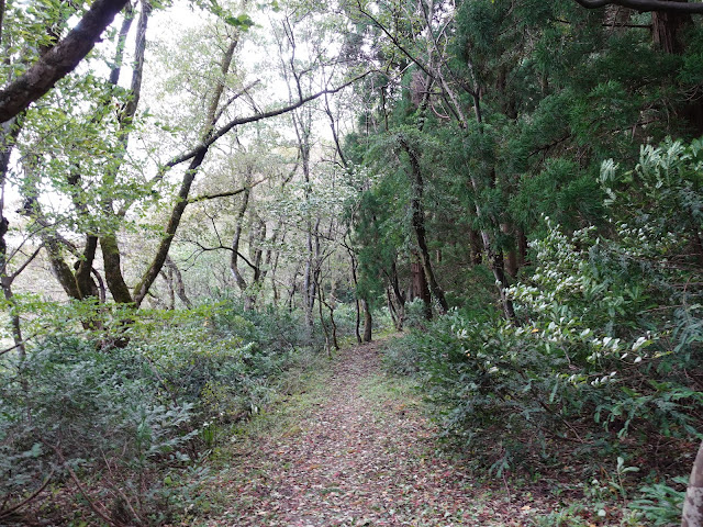 大野池の遊歩道