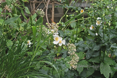 This photo features a variety of anemone flowers known as 'Honorine Jobert.' They bloom in the fall and the ones seen here are white and this type of flower is featured in other posts on my blog @ https://www.thelastleafgardener.com/search?q=Anemone