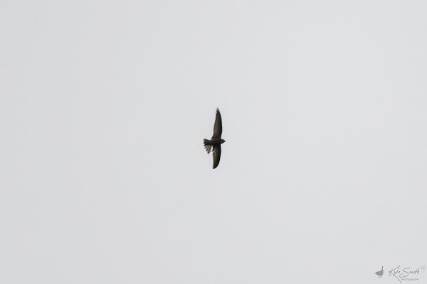 Pallid swift