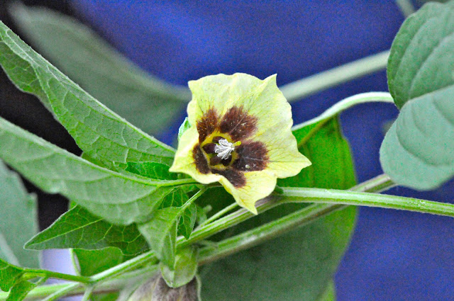 Physalis longifolia