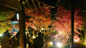京都 勝林寺紅葉ライトアップ