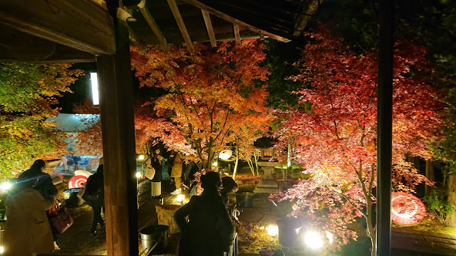 京都 勝林寺紅葉ライトアップ