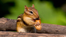 Chipmunks Wallpaper Download