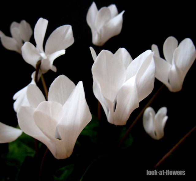 cyclamen white