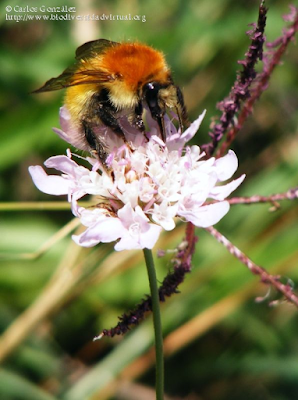 http://www.biodiversidadvirtual.org/insectarium/Bombus-pascuorum-%28Scopoli-1763%29-img514858.html